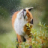 Fox Ritch :fjoxicon: